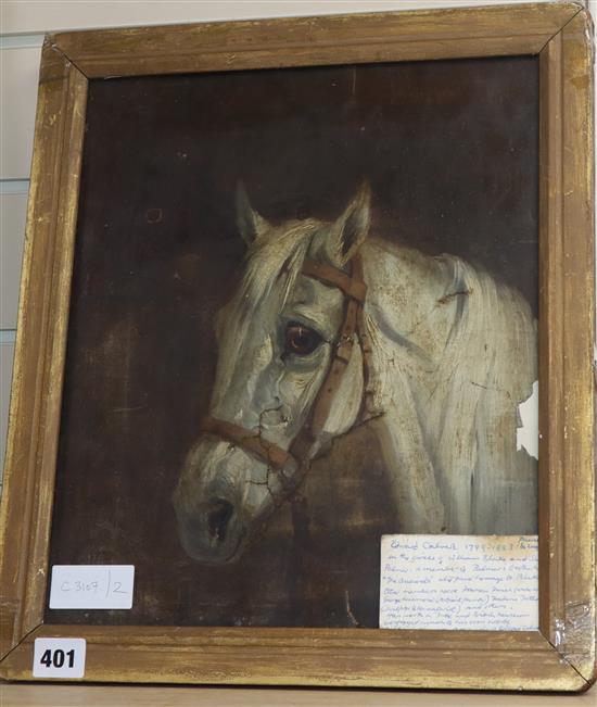 Attributed to Edward Calvert (1799-1883), oil on canvas, Study of a white horse, 34 x 29cm